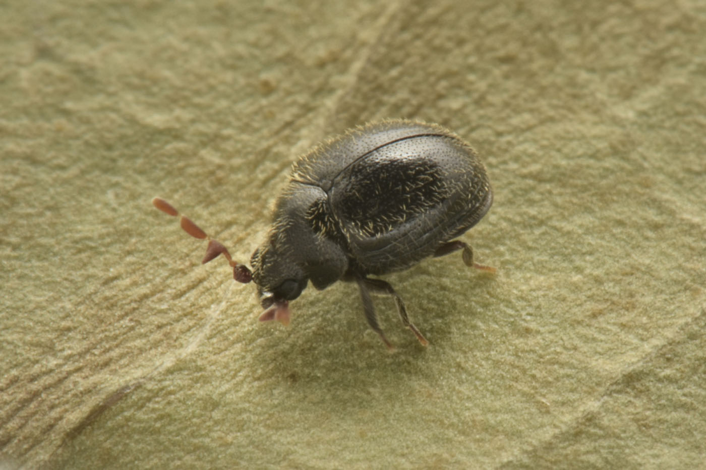 Anobiidae: Caenocara affine? S.